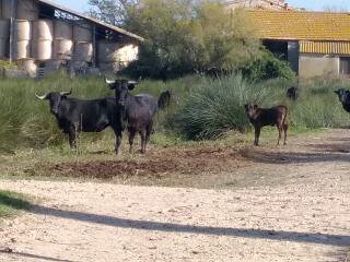 Aire camping-car  Saint-Gilles (30800) - Photo 31